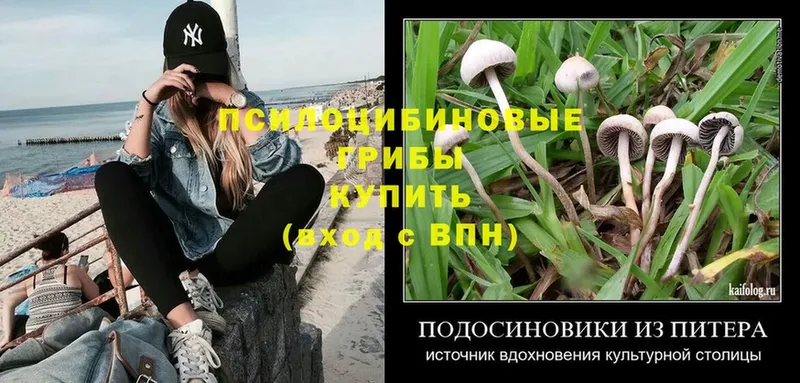 blacksprut зеркало  Оса  Псилоцибиновые грибы MAGIC MUSHROOMS  где купить наркоту 